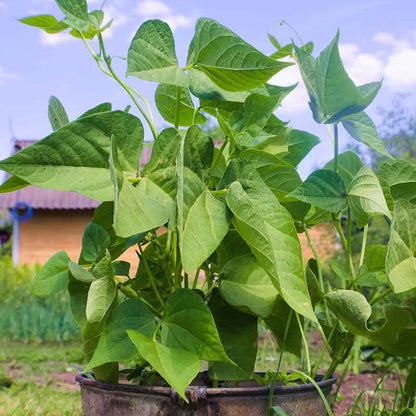 Bush Bean Seeds - Heirloom Vegetable Plant for Home Gardens