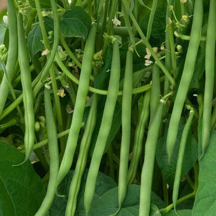 Bush Bean Seeds - Heirloom Vegetable Plant for Home Gardens
