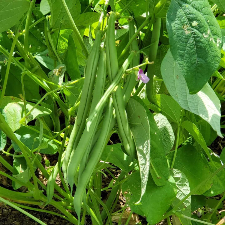 Bush Bean Seeds - Heirloom Vegetable Plant for Home Gardens
