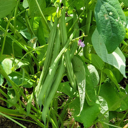 Bush Bean Seeds - Heirloom Vegetable Plant for Home Gardens