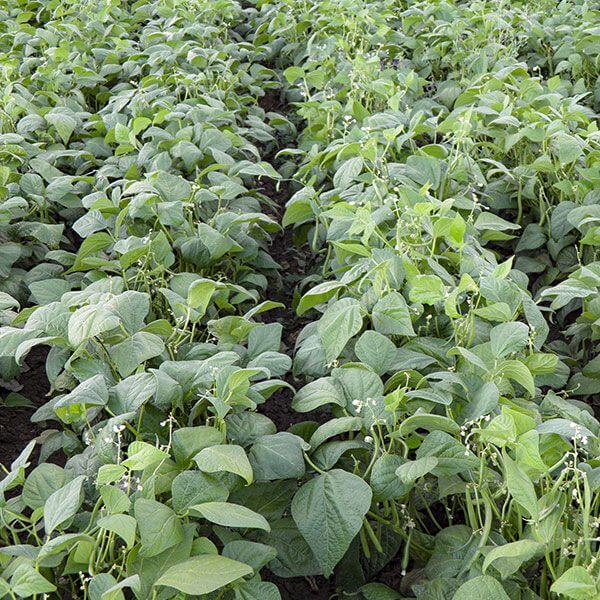 Bush Bean Seeds - Heirloom Vegetable Plant for Home Gardens