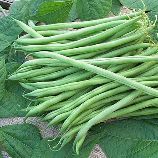 Bush Bean Seeds - Heirloom Vegetable Plant for Home Gardens