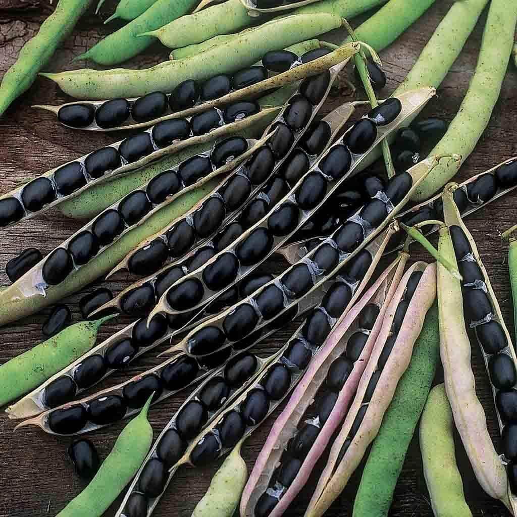 Bush Black Bean Seeds - Heirloom Vegetable Plant for Home Gardens