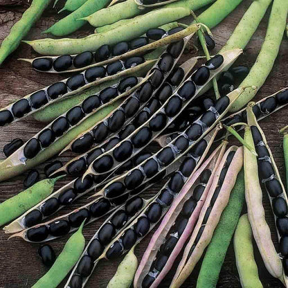 Bush Black Bean Seeds - Heirloom Vegetable Plant for Home Gardens