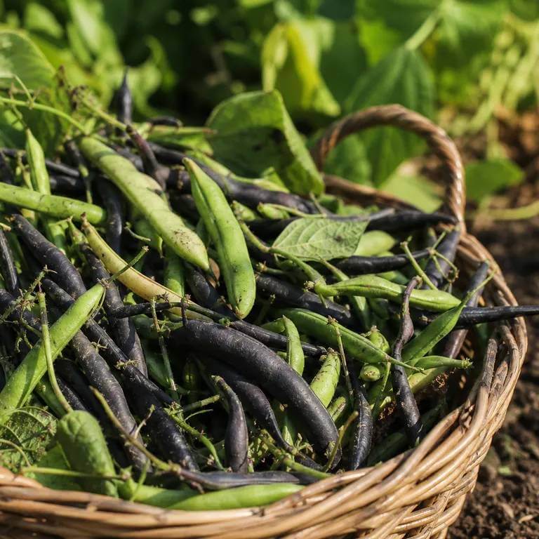 Bush Black Bean Seeds - Heirloom Vegetable Plant for Home Gardens