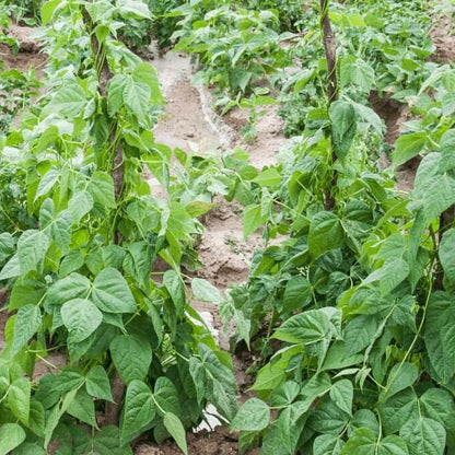 Bush Black Bean Seeds - Heirloom Vegetable Plant for Home Gardens