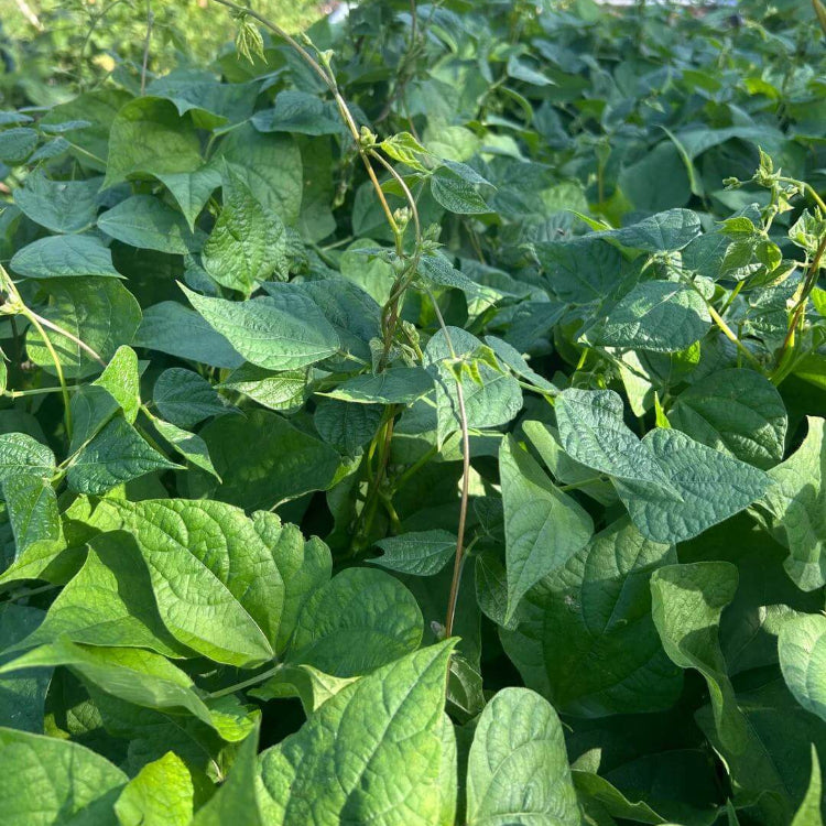 Bush Black Bean Seeds - Heirloom Vegetable Plant for Home Gardens