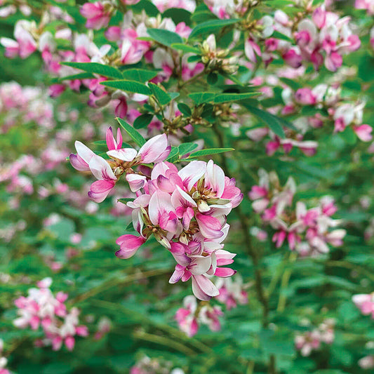 Bush Clover Shrub Seeds - Flower Plant