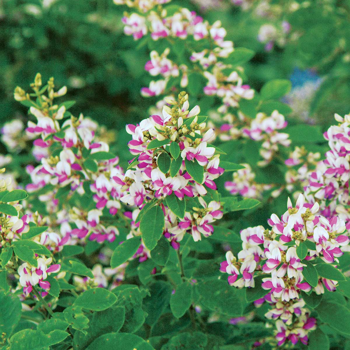 Bush Clover Shrub Seeds - Flower Plant