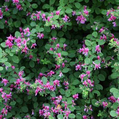Bush Clover Shrub Seeds - Flower Plant