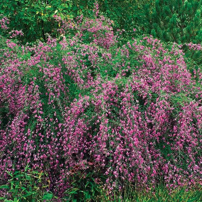 Bush Clover Shrub Seeds - Flower Plant