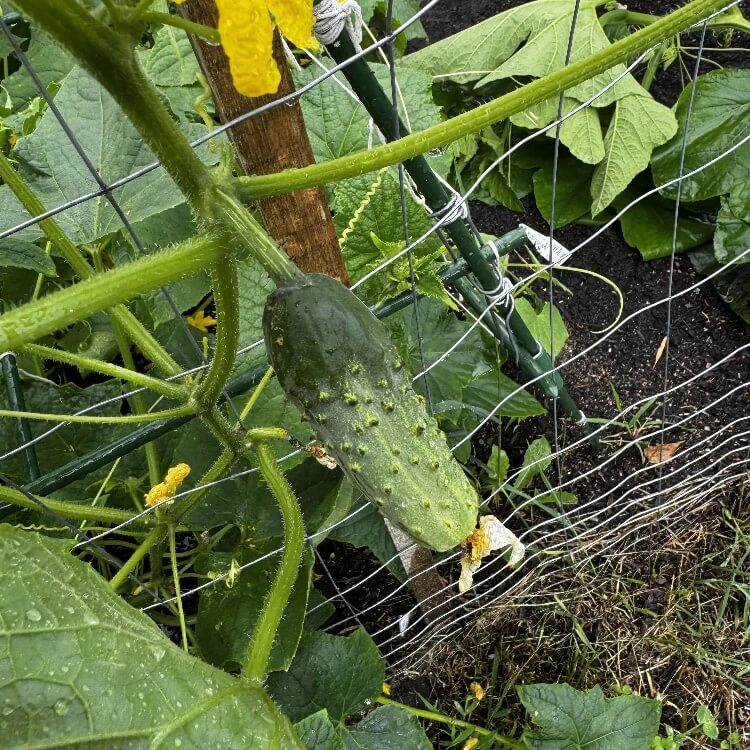 Bush Cucumber Seeds