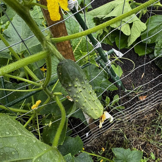 Bush Cucumber Seeds