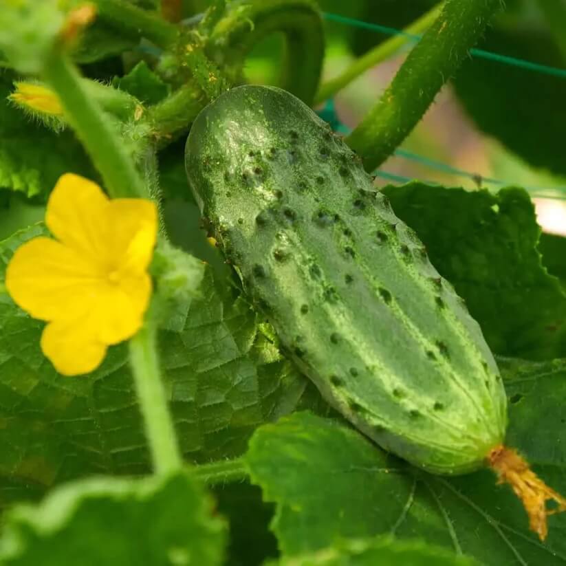Bush Cucumber Seeds