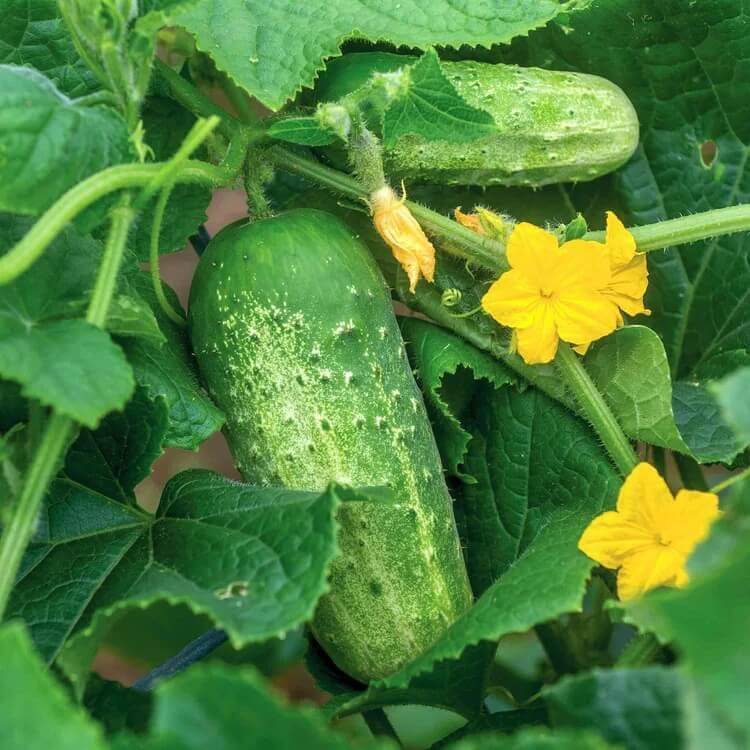 Bush Cucumber Seeds
