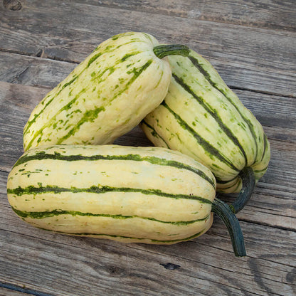 Bush Delicata squash seeds - Vegetable Plant