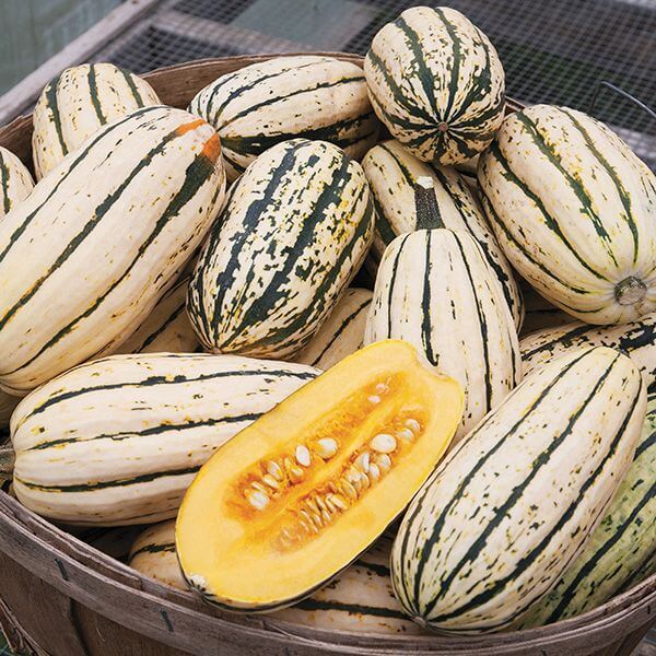 Bush Delicata squash seeds - Vegetable Plant