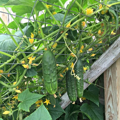 Bush champion cucumber seeds - Vegetable Plant