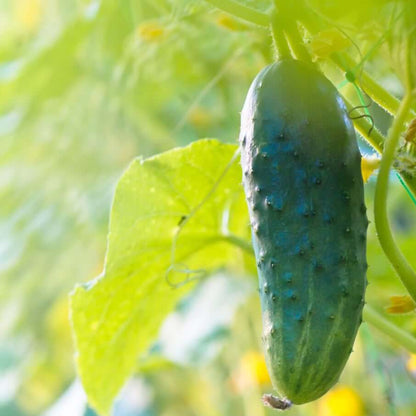 Bush champion cucumber seeds - Vegetable Plant