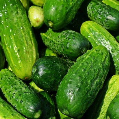 Bush champion cucumber seeds - Vegetable Plant
