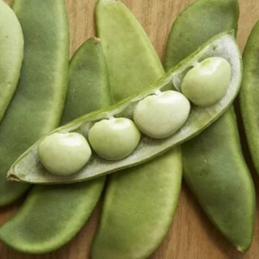 Butter Bean Seeds - Vegetable Plant
