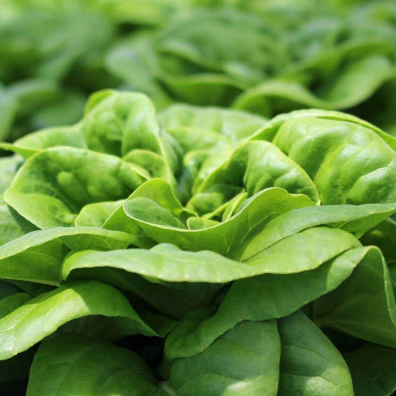 Buttercrunch Lettuce seeds - Vegetable Plant