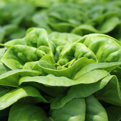 Buttercrunch Lettuce seeds - Vegetable Plant