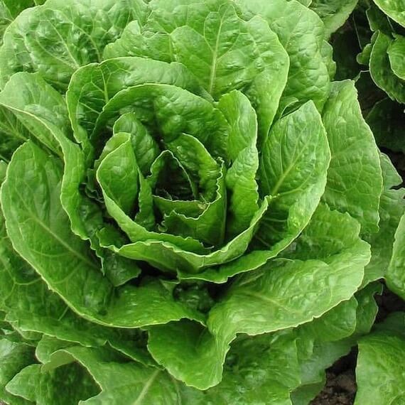 Buttercrunch Lettuce seeds - Vegetable Plant