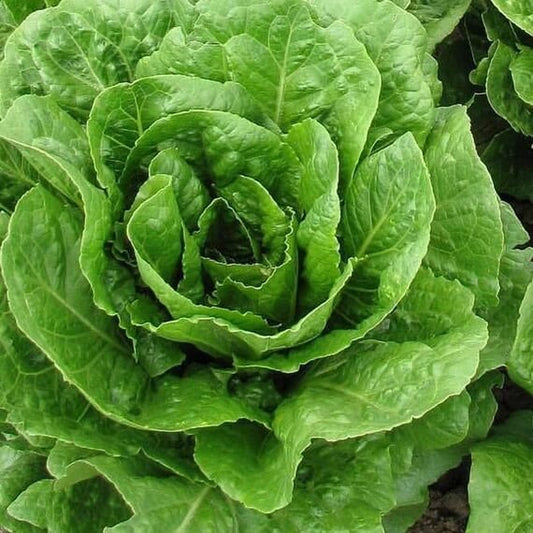 Buttercrunch Lettuce seeds - Vegetable Plant