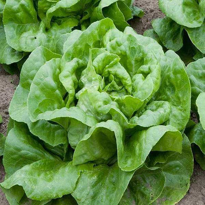 Buttercrunch Lettuce seeds - Vegetable Plant