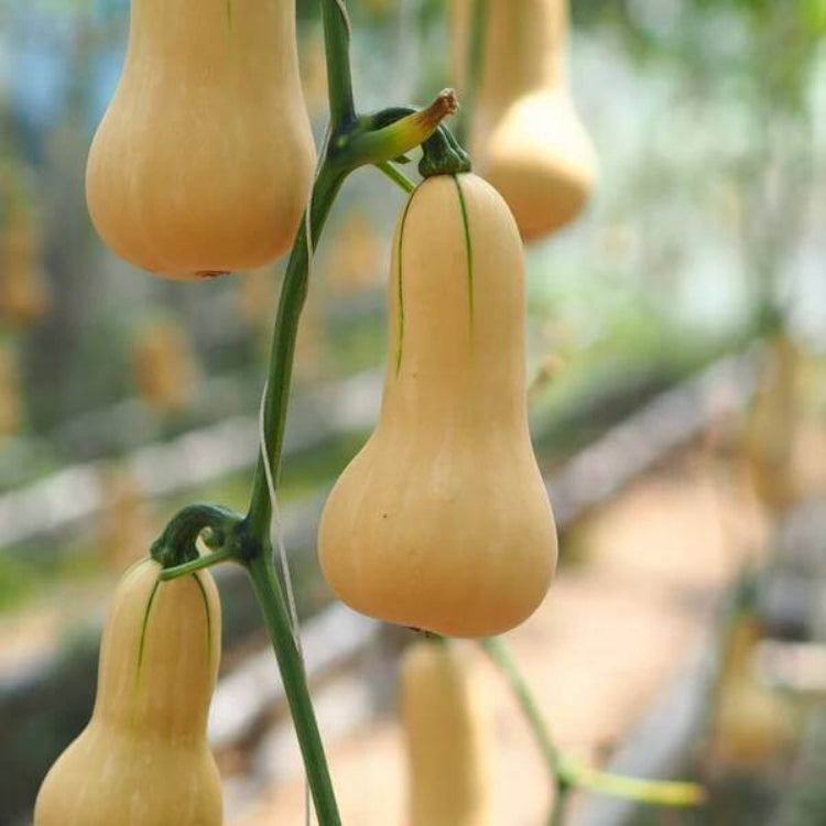 Buttercup Squash Seeds - Heirloom Vegetable Plant for Home Gardens