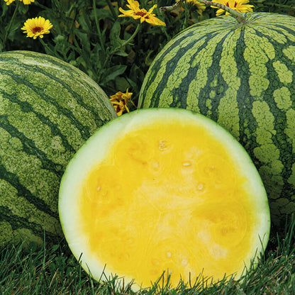 Buttercup Watermelon Seeds