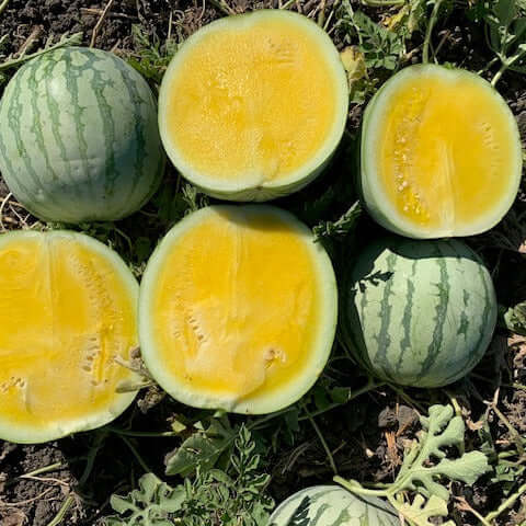 Buttercup Watermelon Seeds