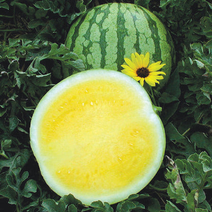 Buttercup Watermelon Seeds