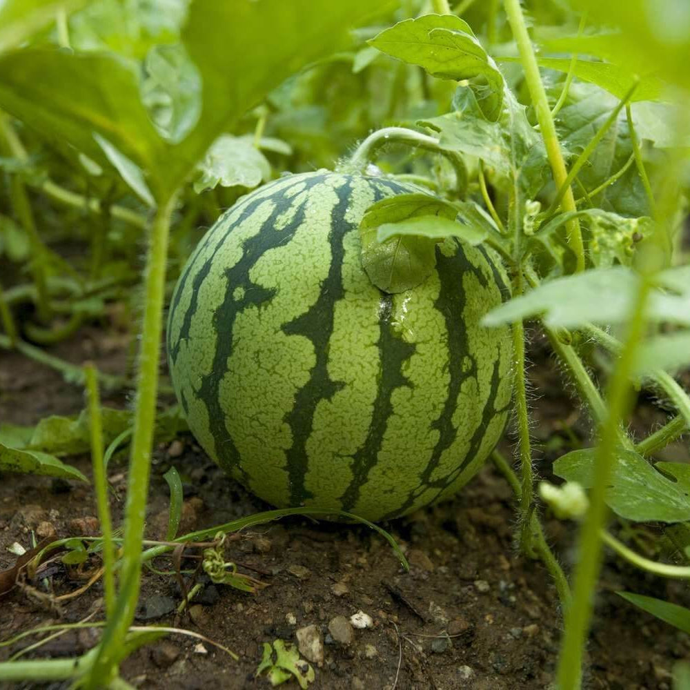 Buttercup Watermelon Seeds