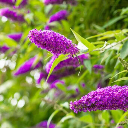 Butterfly Bush Seeds - Flower Plant