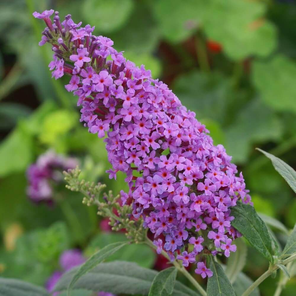 Butterfly Bush Seeds - Flower Plant