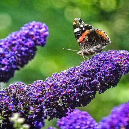 Butterfly Bush Seeds - Flower Plant