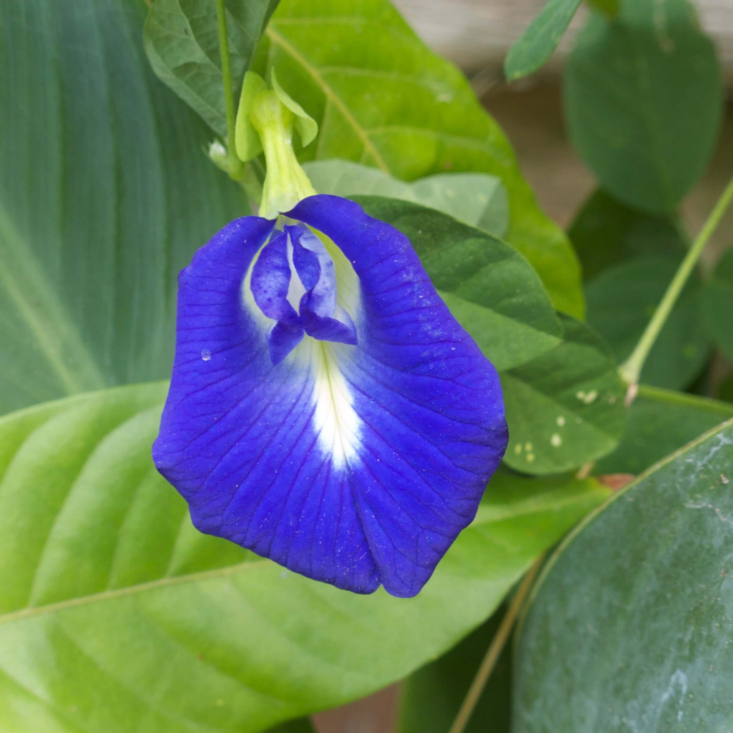 Butterfly Pea Seeds