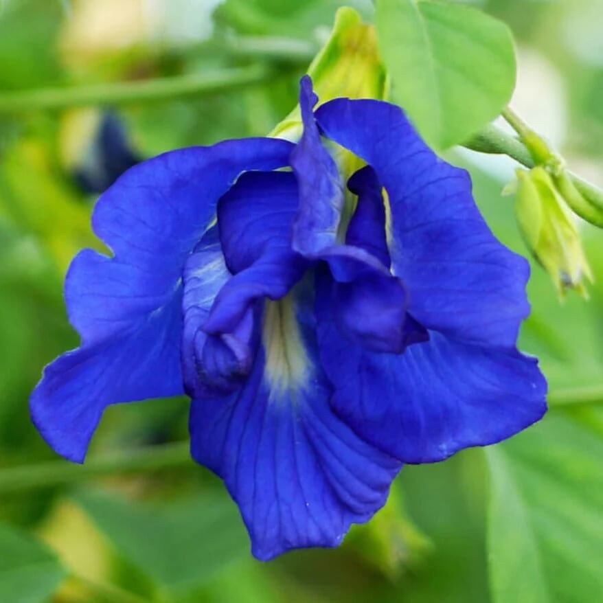 Butterfly Pea Seeds