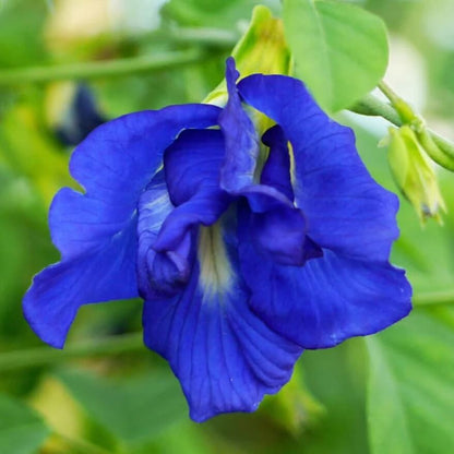 Butterfly Pea Seeds