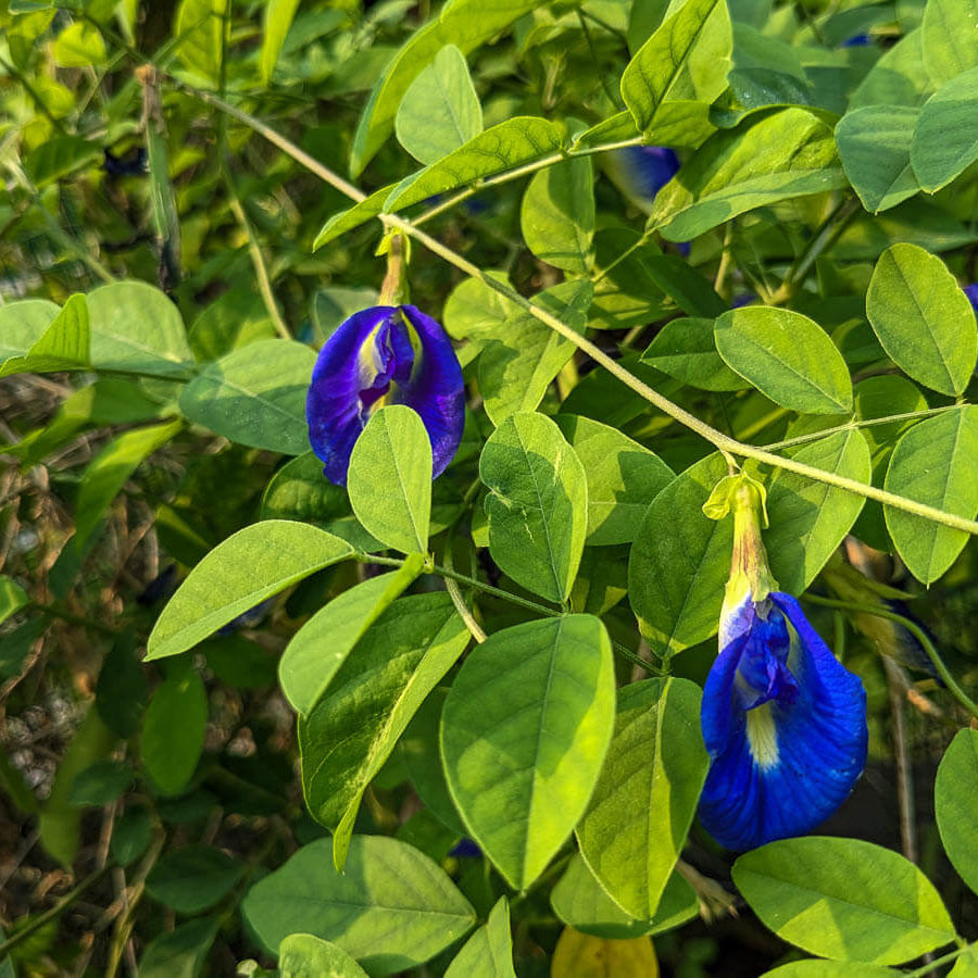 Butterfly Pea Seeds