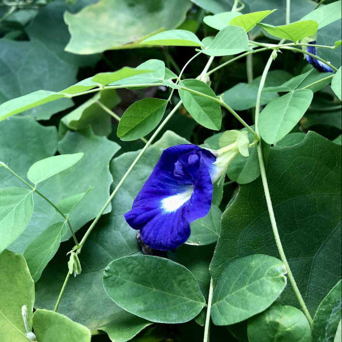 Butterfly Pea Seeds - Flower Plant