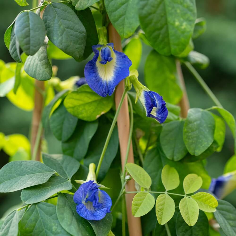 Butterfly Pea Seeds - Flower Plant