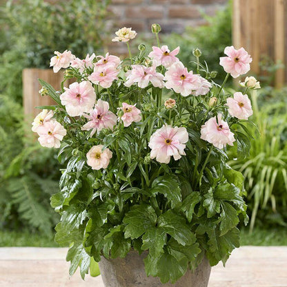 Butterfly Ranunculus Seeds - Heirloom Flower Plant for Home Gardens