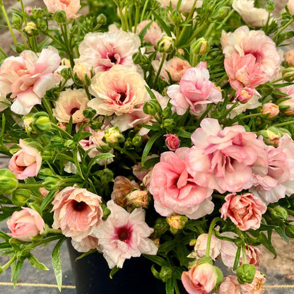 Butterfly Ranunculus Seeds - Heirloom Flower Plant for Home Gardens