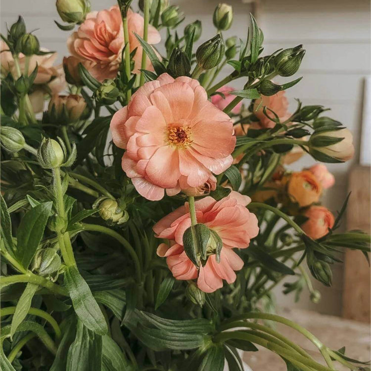 Butterfly Ranunculus Seeds - Heirloom Flower Plant for Home Gardens