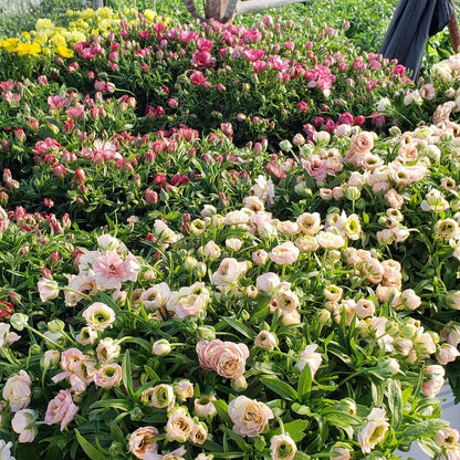 Butterfly Ranunculus Seeds - Heirloom Flower Plant for Home Gardens