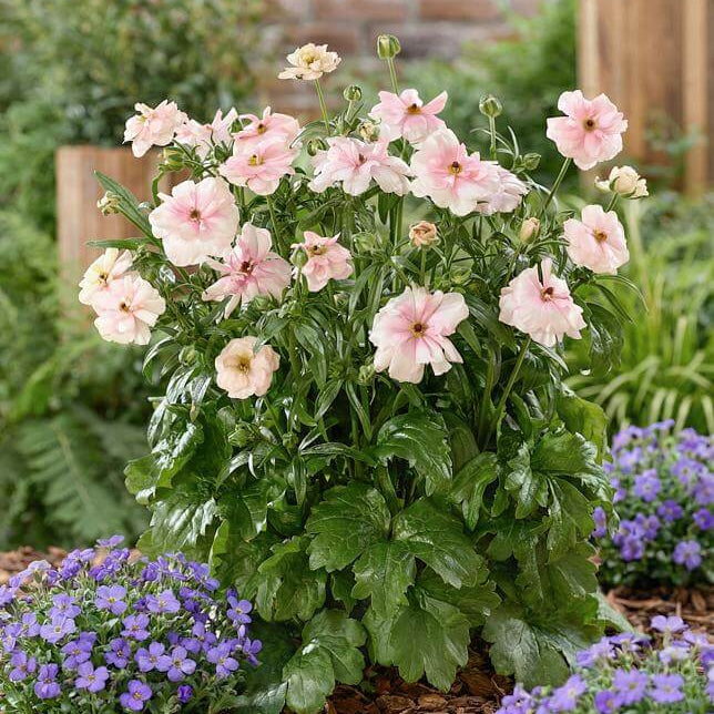 Butterfly Ranunculus Seeds - Heirloom Flower Plant for Home Gardens