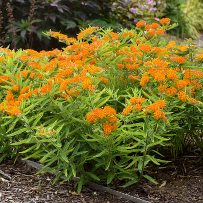 Butterfly Weed Seeds - Heirloom Flower Plant for Home Gardens